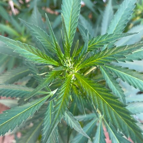 Sweet Skunk F1 Fast Version growlog timeline photo