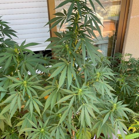 Tropicanna Poison 3 growlog timeline photo