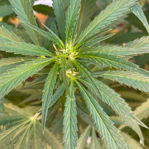 Tropicanna Poison 3 growlog timeline photo