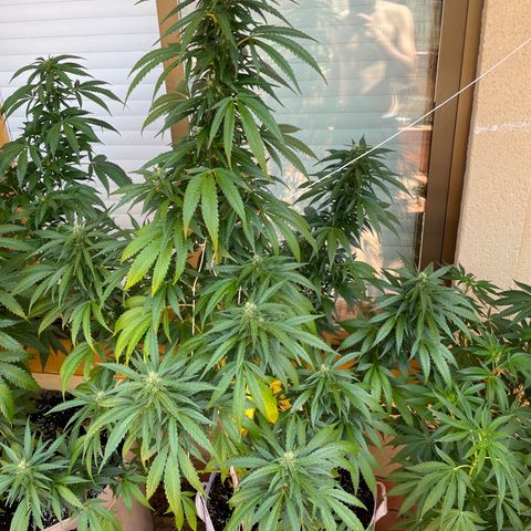 Tropicanna Poison 3 growlog timeline photo