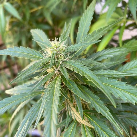 Tropicanna Poison 3 growlog timeline photo