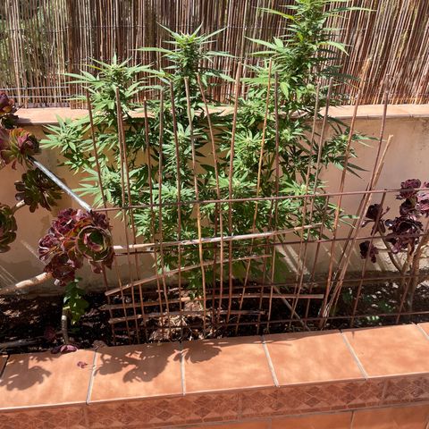 Sugar Black Rose 2 growlog timeline photo