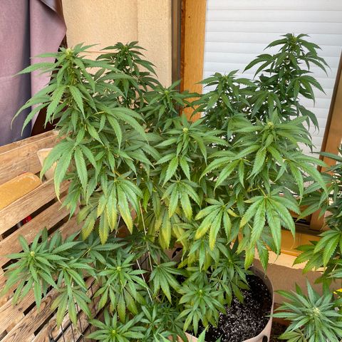Sweet Skunk F1 Fast Version growlog timeline photo
