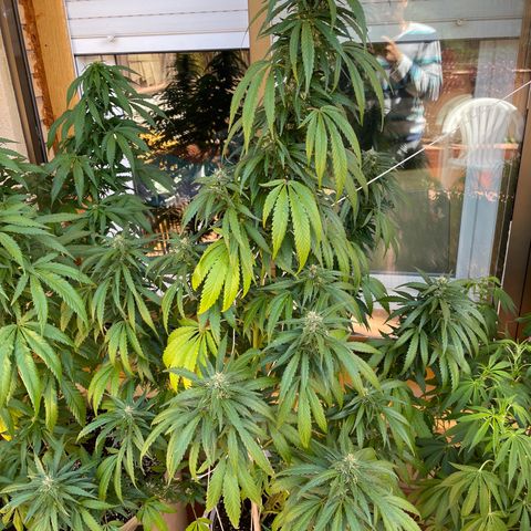 Tropicanna Poison 3 growlog timeline photo