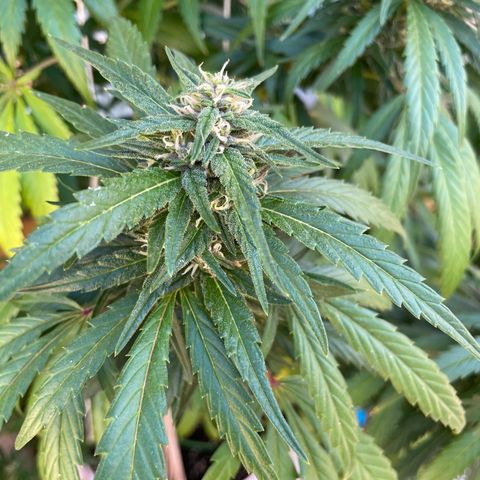 Tropicanna Poison 3 growlog timeline photo