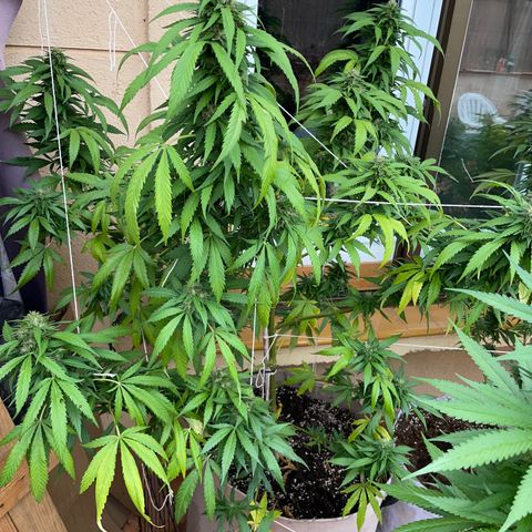 Sweet Skunk F1 Fast Version growlog timeline photo