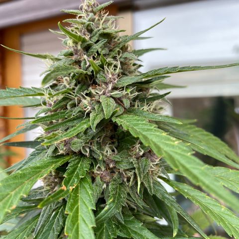 Tropicanna Poison 3 growlog timeline photo
