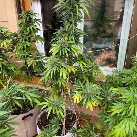 Tropicanna Poison 3 growlog timeline photo