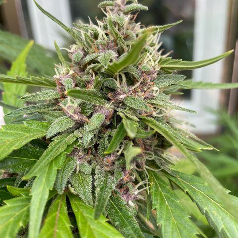 Tropicanna Poison 3 growlog timeline photo