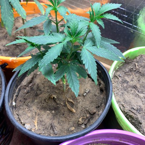 Runtz growlog photo: Watered