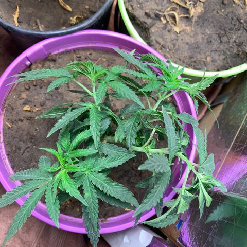 Runtz growlog photo: Bent middle sticks for training 