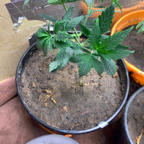 Runtz growlog photo: Plant :2
Bent topped and watered 