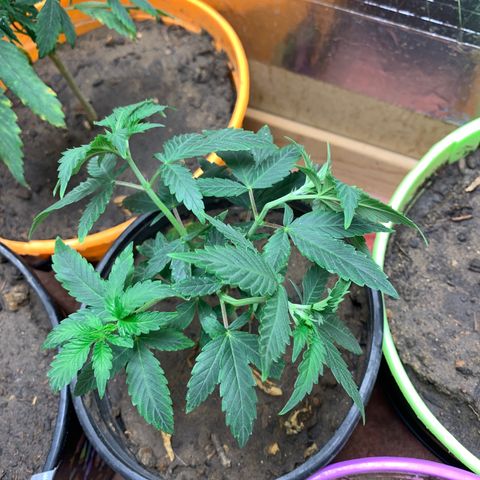 Runtz growlog photo: Plant 3:
Bent and watered