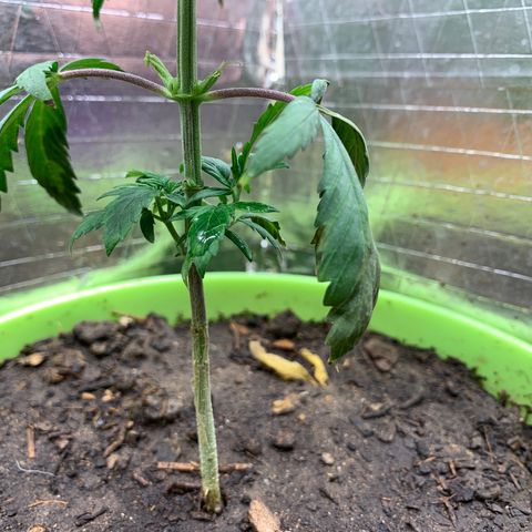 Runtz growlog photo: Plant 4:
Cut lower arms and watered 