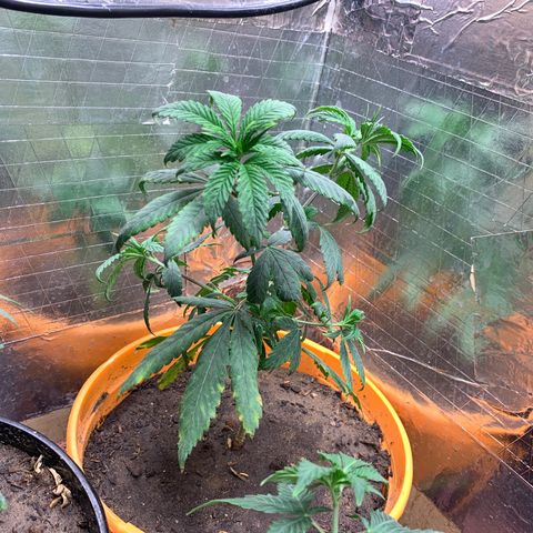 Runtz growlog photo: Bent outwards 