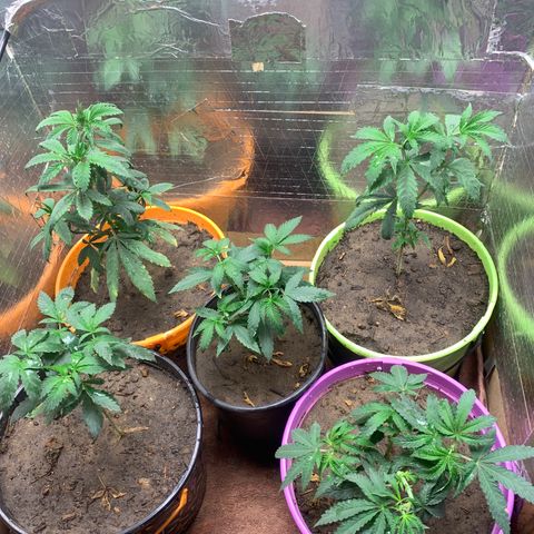 Runtz growlog photo: Topped plant 4,3&1 also trimmed 1 let’s see how she bounces back watered today also 