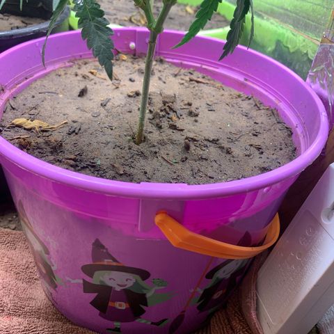 Runtz growlog timeline photo