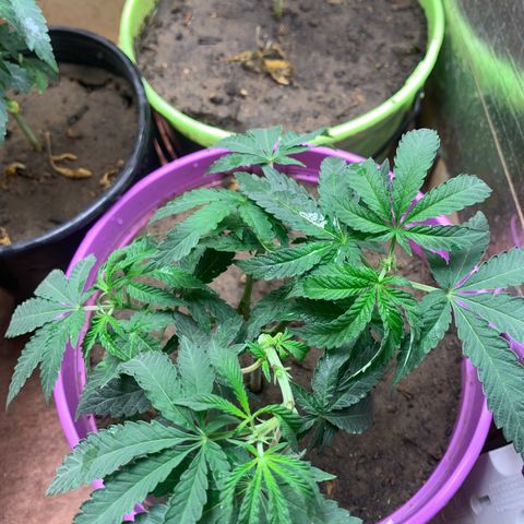 Runtz growlog timeline photo