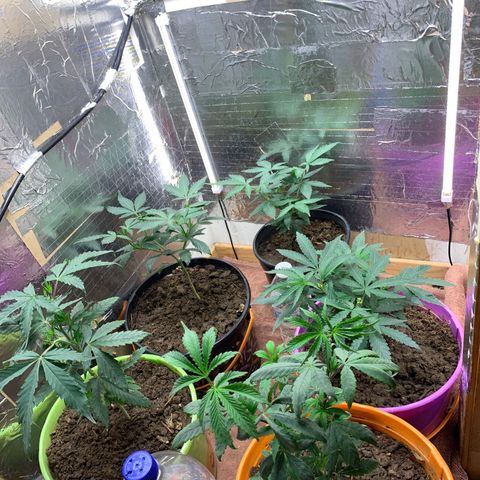 Runtz growlog timeline photo