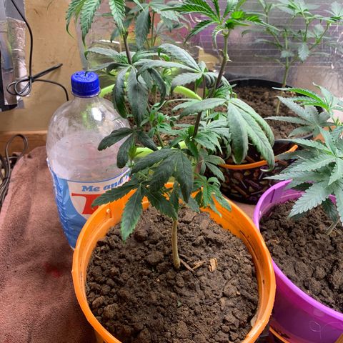 Runtz growlog timeline photo