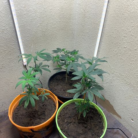 Runtz growlog photo: Three plants left new environment and light turned on at 8 o’clock 