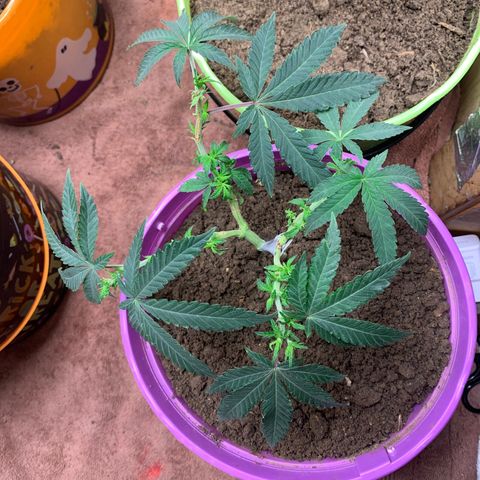 Runtz growlog photo: Plant #1 ,plant #2, plant #3 ,plant #4 ,plant #5