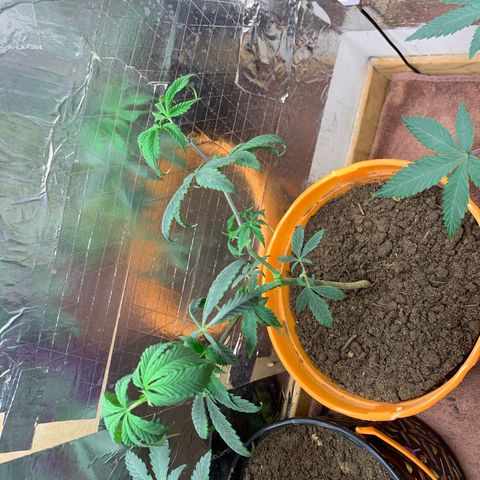 Runtz growlog timeline photo