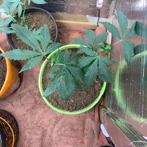 Runtz growlog photo: Plant #1 ,plant #2, plant #3 ,plant #4 ,plant #5