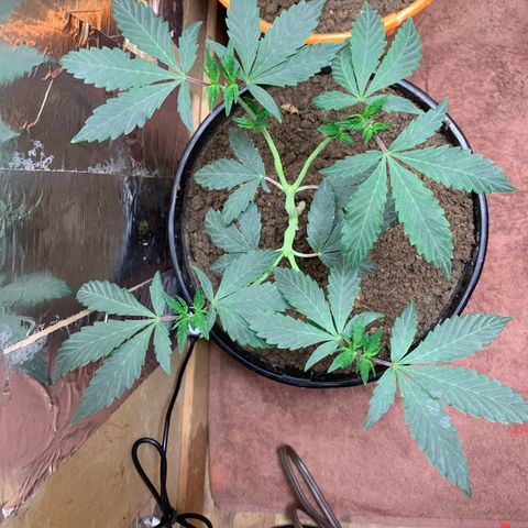 Runtz growlog photo: Plant #1 ,plant #2, plant #3 ,plant #4 ,plant #5