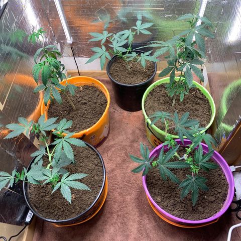 Runtz growlog photo: Plant #1 ,plant #2, plant #3 ,plant #4 ,plant #5