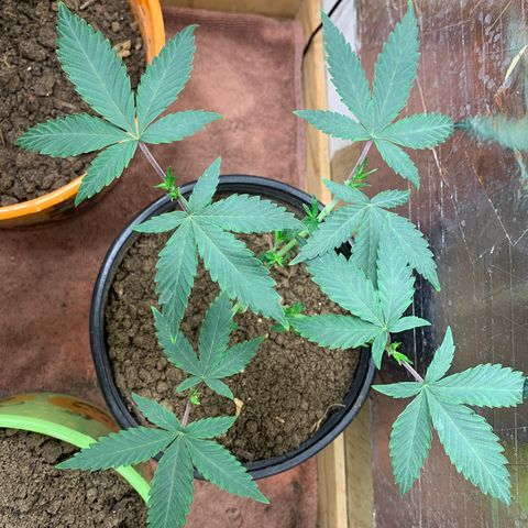 Runtz growlog photo: Plant #1 ,plant #2, plant #3 ,plant #4 ,plant #5