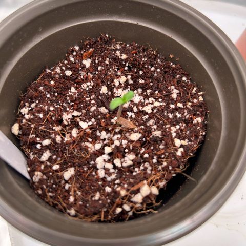 Cinnamon Milk growlog timeline photo