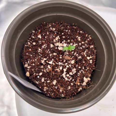 Cinnamon Milk growlog timeline photo