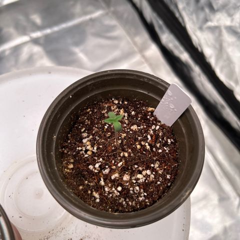 Cinnamon Milk growlog timeline photo