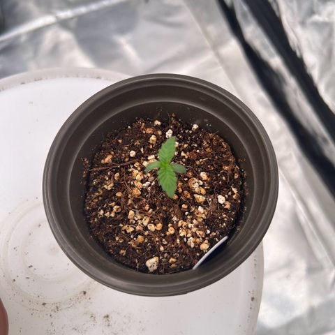 Cinnamon Milk growlog timeline photo