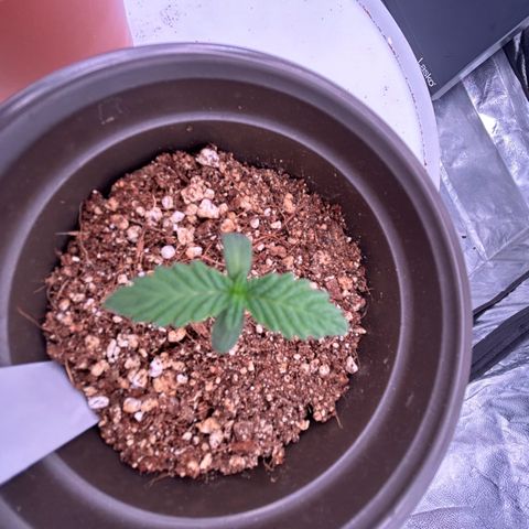 Cinnamon Milk growlog timeline photo