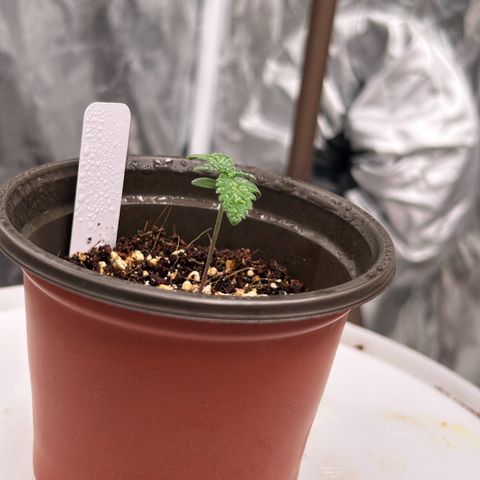 Cinnamon Milk growlog photo: Only survivor from transplant