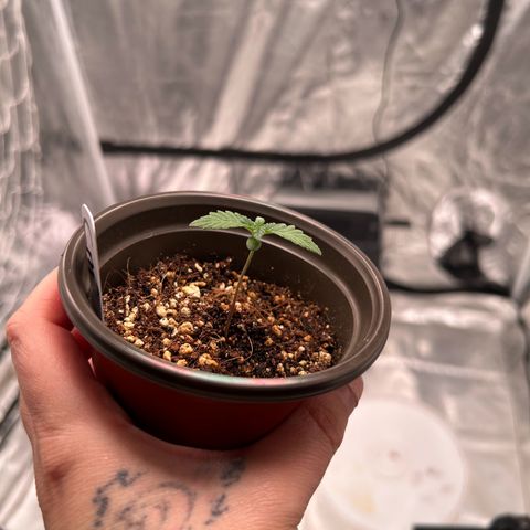 Cinnamon Milk growlog photo: Only survivor from transplant