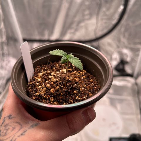 Cinnamon Milk growlog photo: Only survivor from transplant