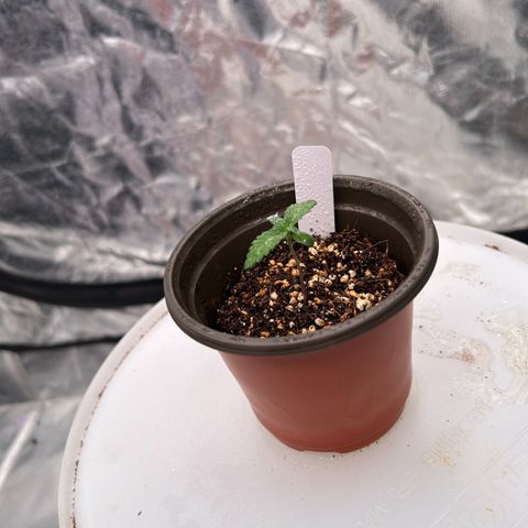 Cinnamon Milk growlog photo: Only survivor from transplant