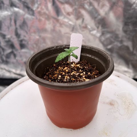 Cinnamon Milk growlog photo: Only survivor from transplant