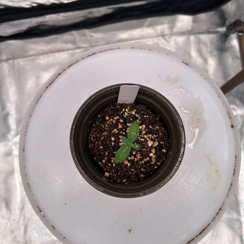 Cinnamon Milk growlog photo: Only survivor from transplant