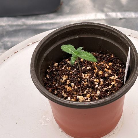 Cinnamon Milk growlog photo: Only survivor from transplant