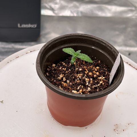 Cinnamon Milk growlog photo: Only survivor from transplant