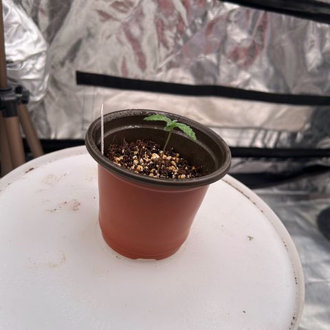 Cinnamon Milk growlog photo: Only survivor from transplant