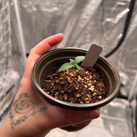 Cinnamon Milk growlog timeline photo