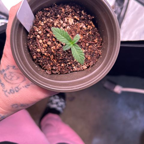 Cinnamon Milk growlog timeline photo