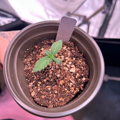 Cinnamon Milk growlog timeline photo