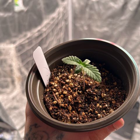 Cinnamon Milk growlog timeline photo