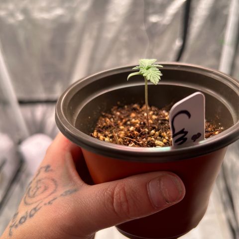 Cinnamon Milk growlog timeline photo